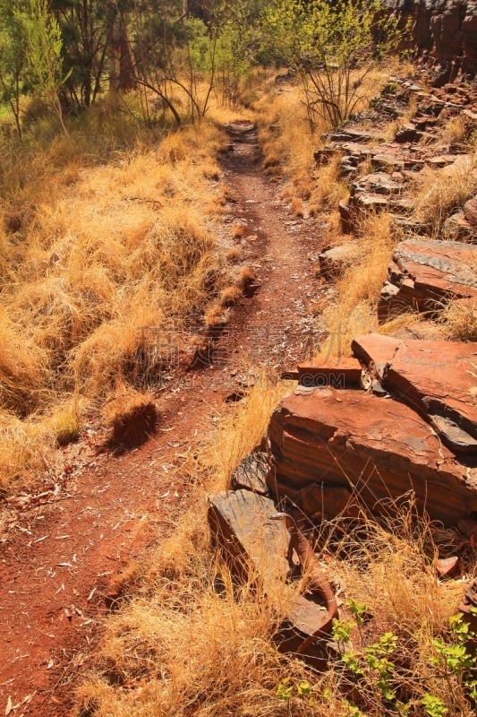 蜥蜴,车轨,巨型环尾蜥,dales gorge,the pilbara,西澳大利亚,偏远地区,垂直画幅,无人,野外动物