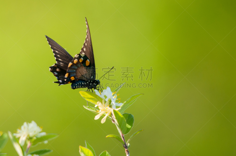 pipevine swallowtail butterfly,自然,野生动物,水平画幅,蝴蝶,动物身体部位,户外,翅膀,春天,植物