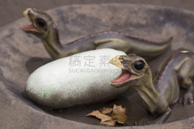 恐龙,卵,婴儿,自然,人造的,水平画幅,无人,食草动物,兽脚亚目食肉恐龙,户外