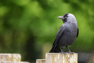 寒鸦,成年的,髓鞘,乌鸦,观鸟,留白,水平画幅,无人,鸟类,动物身体部位