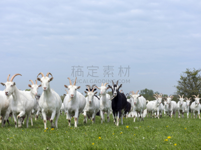 山羊,荷兰,草地,动物群,仅一朵花,白色,黄色,绿色,兽群,乌特勒支