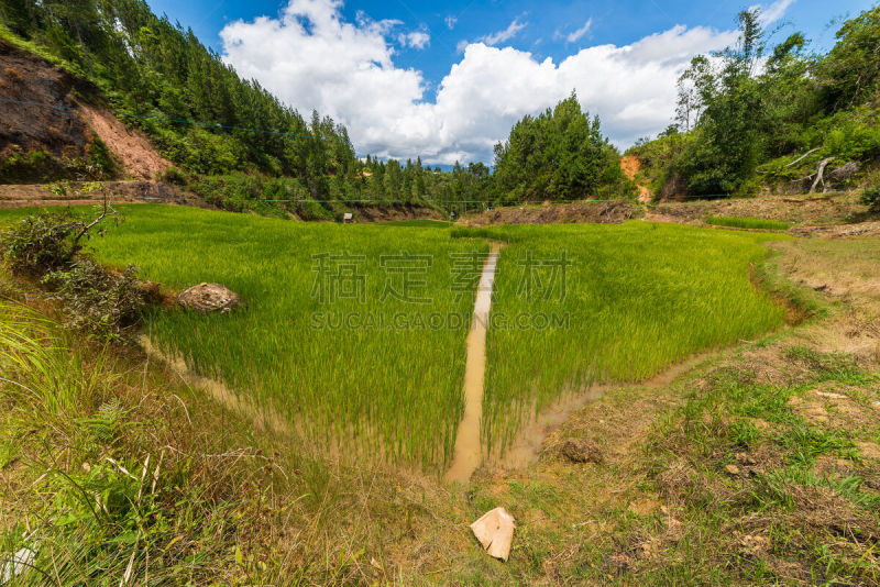 特拉加,地形,水,天空,古典式,家庭生活,水稻梯田,草,苏拉威西,农作物