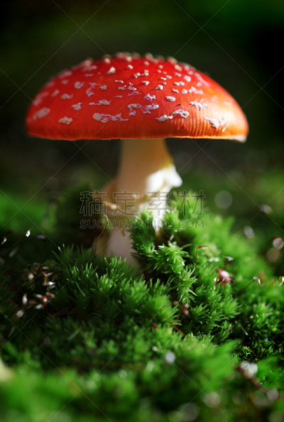 毒蝇菇,毒蘑菇,自然,垂直画幅,绿色,秋天,无人,有毒生物体,苔藓,斑点