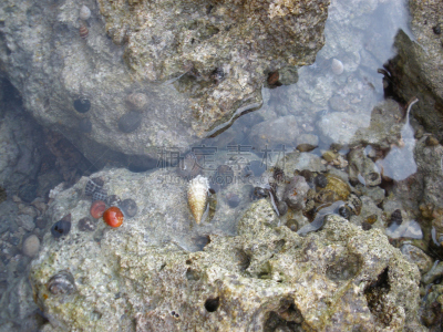 红海,贝壳,褐色,地名,水平画幅,形状,软体动物,湿,海扇壳,在边上