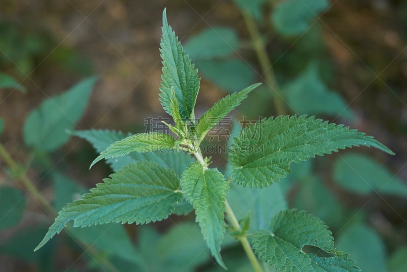 刺荨麻,水平画幅,无人,纤维,维生素,夏天,户外,特写,白色,植物