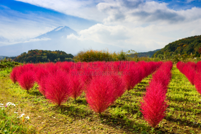 风滚草,富士山,地肤,豚草属,河口湖,富士河口湖,山梨县,水平画幅,无人,户外