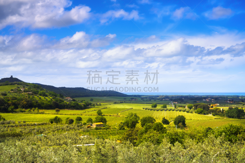 葡萄园,托斯卡纳区,近海岸牧羊犬,厄尔巴岛,葡萄酒,水平画幅,山,无人,佛罗伦萨,户外