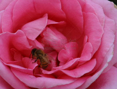 蜜蜂,褐色,芳香的,水平画幅,无人,忙碌,动物身体部位,特写,人的眼睛,彩色图片