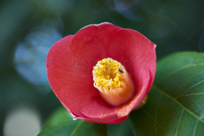 ヤブツバキの花