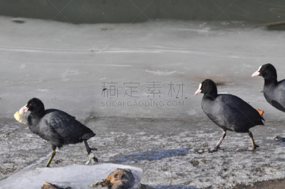 面包,河流,全反式维甲酸,河岸,切片食物,白冠鸡,水,美,水平画幅,欧亚大陆