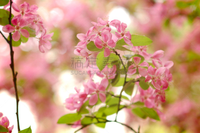 特写,春天,樱桃,吉野樱花,水平画幅,五月,户外,植物,果园,枝