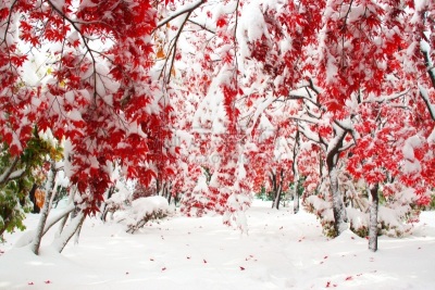 秋天,粉末状雪,水平画幅,雪,无人,葡萄树枫木,户外,北海道,镜头眩光,红色