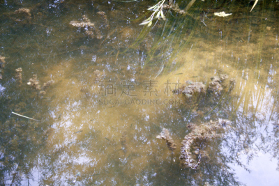 野花,香槟地区,水,天空,水平画幅,无人,草坪,夏天,户外,标有线的贝壳