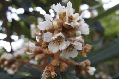 枇杷树,花朵,水平画幅,绿色,水果,秋天,无人,果树,户外,草药