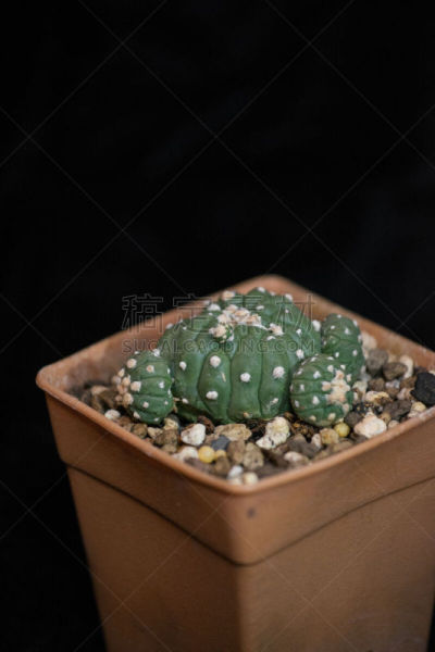 仙人掌,黑色背景,垂直画幅,美,水平画幅,无人,化石盔,脊柱,夏天,干的