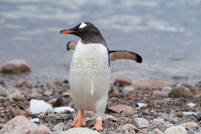 巴布亚企鹅,水边,海港,水,天空,沙子,雪,企鹅,动物身体部位,夏天