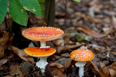 蘑菇,鹅膏菌,自然,鬼笔鹅膏,水平画幅,秋天,无人,有毒生物体,毒蝇菇,斑点