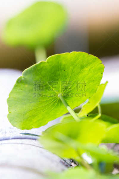 草,黄金,垂直画幅,形状,缓慢的,膀胱,待遇,非凡的,哥斯达黎加,植物