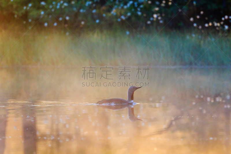 光,雾,红喉潜鸟,水,水平画幅,无人,鸟类,早晨,野外动物,夏天