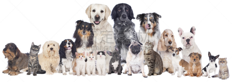 动物群,宠物,巨大的,寻回犬,水平画幅,无人,猫,澳大利亚牧羊犬,法国斗牛犬,狗