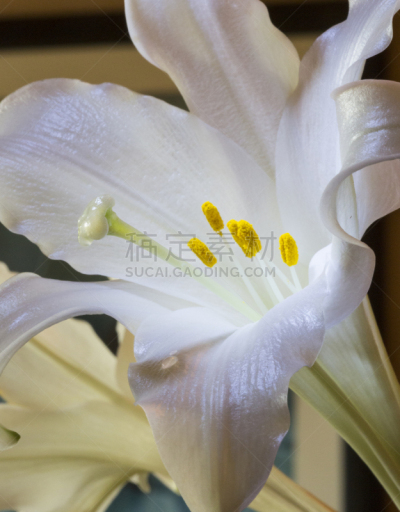 复活节百合,垂直画幅,美,复活节,无人,特写,仅一朵花,百合花,白色,植物