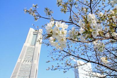横滨地标大厦,神奈川县,日本,樱桃树,横滨高速铁路,横滨,郊区,天空,城镇景观,水平画幅