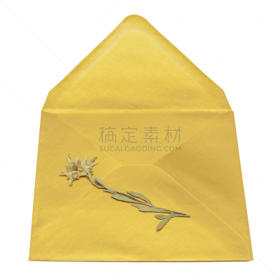 白色背景,干的,信封,黄金,火绒草,分离着色,背景分离,华贵,信函,浪漫