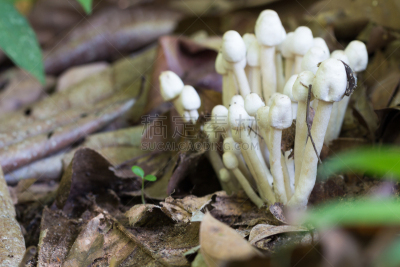 蘑菇,有毒物质,自然,水平画幅,正下方视角,根部,秋天,无人,有毒生物体,斑点