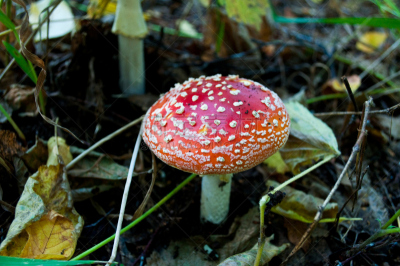 蘑菇,红色,自然,鹅膏菌,水平画幅,无人,有毒生物体,草,特写,陆地
