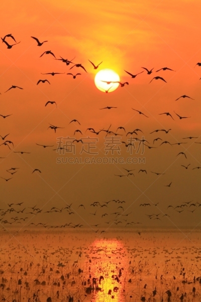 沼泽,长春花属,垂直画幅,水,无人,鸟类,早晨,水库,户外,水禽