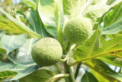 水果,木菠萝属,水平画幅,枝繁叶茂,无人,户外,泰国,大洋洲,面包果,植物