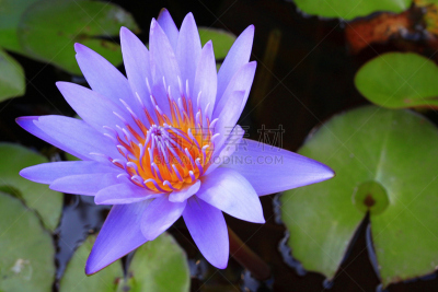 荷花,游泳池,水,水平画幅,仅一朵花,泳池边,佛,彩色图片,2015年,叶子