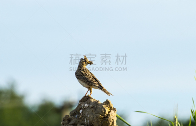 凤冠百灵,草地,水平画幅,鸟类,动物身体部位,观鸟,野外动物,户外,翅膀,田地