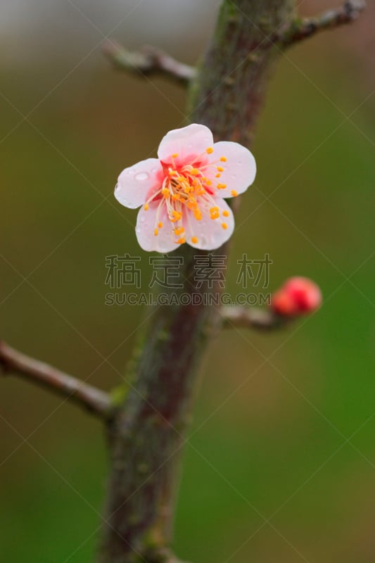 李子,红松,奈良县,垂直画幅,植物,无人,亚洲,日本,近畿区域,特写