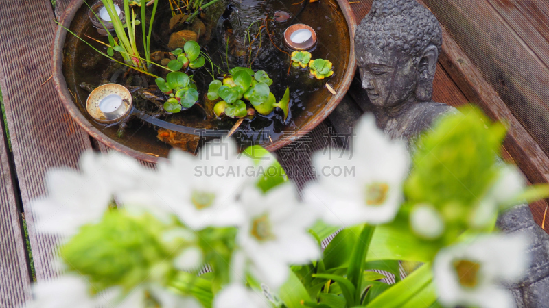 佛,茶蜡,水生植物,水平画幅,蜜蜂,木制,大特写,溶解,摄影,花