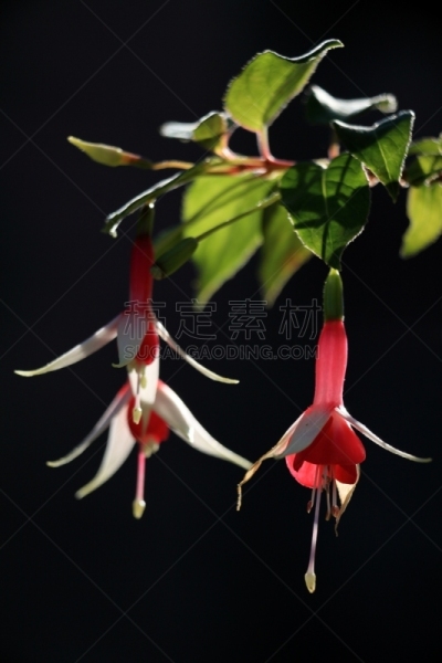 墨西哥夜来香,粉色的月见草,夜来香,垂直画幅,无人,晚樱科,植物,2015年,盆栽植物,花头