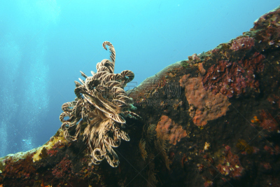 Feather Star,腥黑穗病,水,水平画幅,巴厘岛,水下,湿,2008,休息