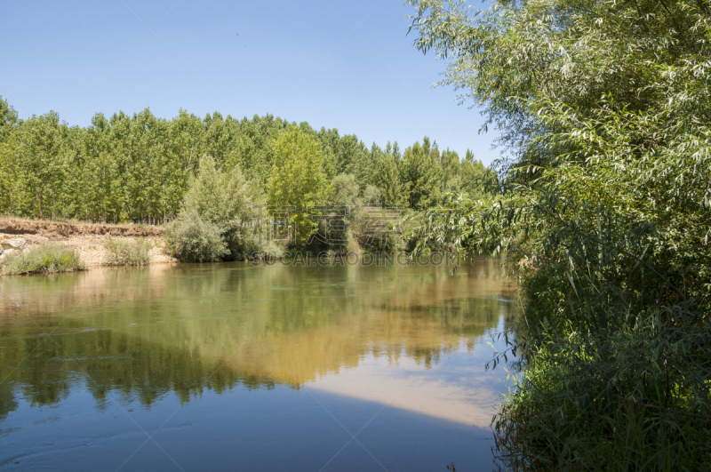 河流,风景,河岸区,桤树,灰树,水道,白杨,卡斯蒂利亚-莱昂省,柳树,水