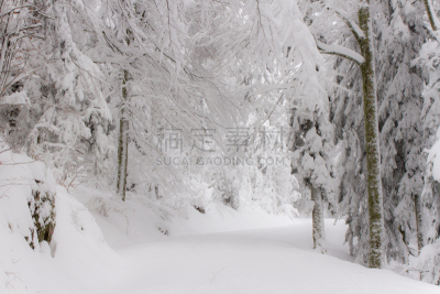 雪,冬天,街道,在下面,大群动物,扫雪车,森林,留白,水平画幅,林区