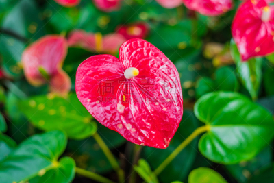 肉穗花序,红色,仅一朵花,菜园,自然,水平画幅,无人,夏天,特写,植物茎