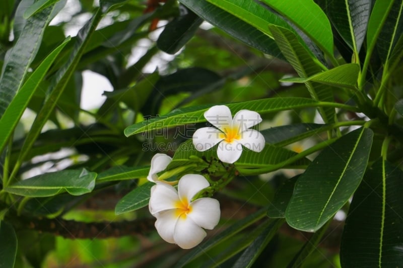 赤素馨花,白色,宝塔,寺庙,普通名称,自然美,美,芳香的,水平画幅,spa美容