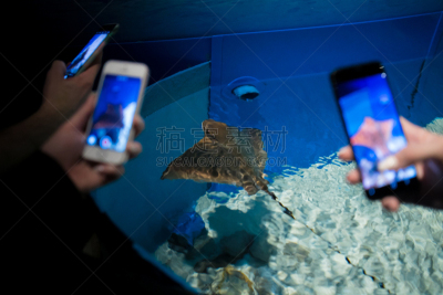 水族馆,礁石,热带鱼,平衡折角灯,生物学,自然,红色,动物园,人工饲养动物,环境
