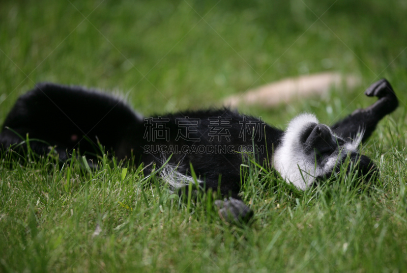 猴子,bay colobus monkey,叶猴,水平画幅,夏天,草,特写,哺乳纲,白色,彩色图片