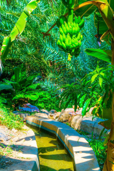 阿曼,沙漠绿洲,河床,提威族,灌溉设备,平衡折角灯,风景,农业,有序,枣椰子