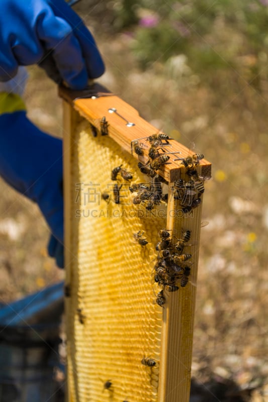 蜂箱,蜂王浆,beekeeper,蜂蜡,自然,垂直画幅,绿色,蜜蜂,蓝色,百里香