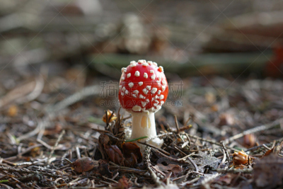 毒蝇菇,伞形毒菌,毒蘑菇,水平画幅,无人,夏天,生物学,草,特写,树林
