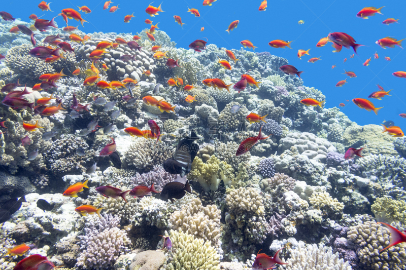 礁石,鱼类,鱼群,色彩鲜艳,lyretail anthias,水,水平画幅,水肺潜水,无人,水下