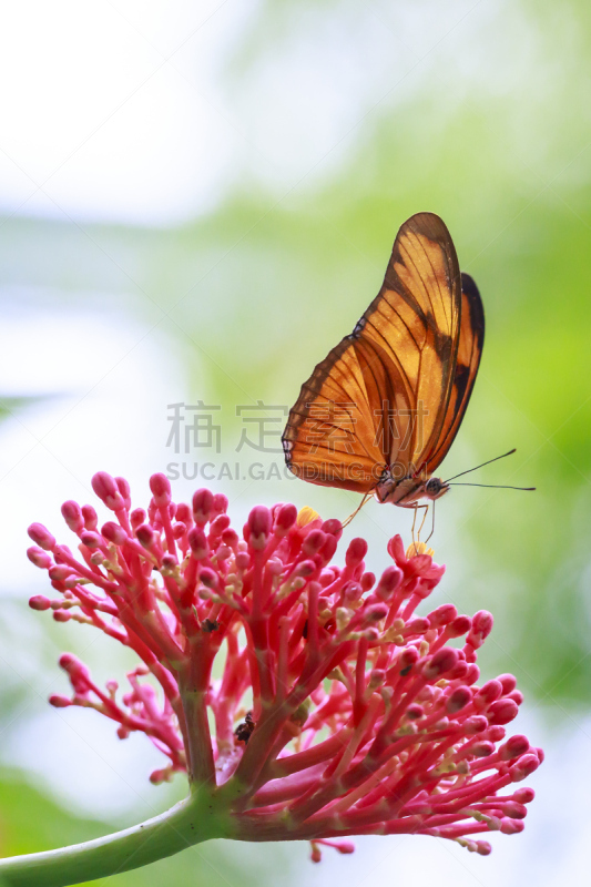 Tropical Julia butterfly Dryas iulia feeding and resting on flowers and rainforest vegetation