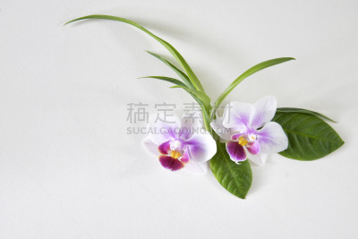 兰花,白皮书,自然美,背景分离,平衡,禅宗,色彩鲜艳,芳香疗法,植物,静物
