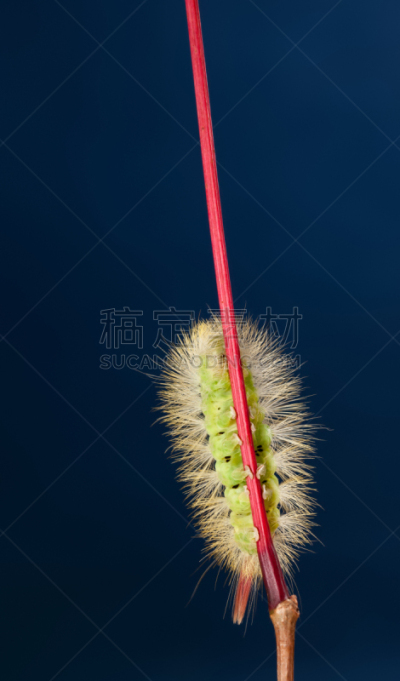 毛虫,红色,茎,垂直画幅,无人,棍,跗骨,植物,多毛的,四肢